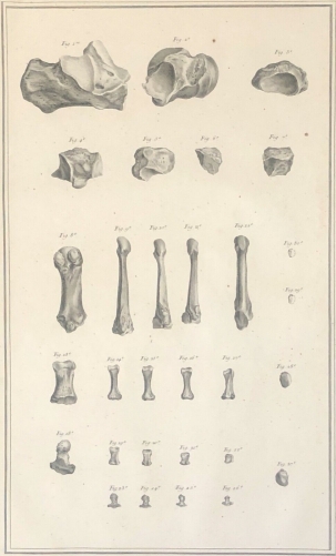 metatarse_phalanges_orteil_1759_dapres_tarsis_osteologie_medecine