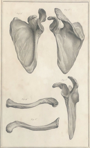 osteologie_1759_dapres_tarsis__
