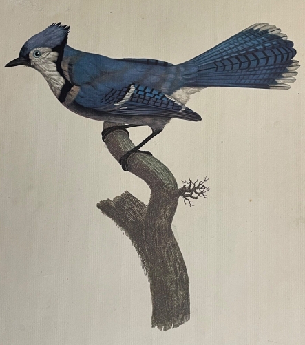 geai_bleu_cyanocitta_cristata_amerique_du_nord_gravure_par_peree_1960_oiseau