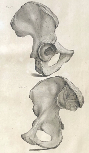 coxal_1759_dapres_tarsis_osteologie_anatomie_medecine_medecin