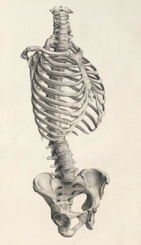 tronc_1759_dapres_tarsis_osteologie_anatomie_medecine_medecin_squelette