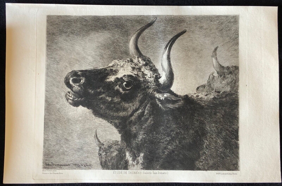 paulus_potter_1625-1654_etude_de_taureau_grave_par_francois_lienard_1877