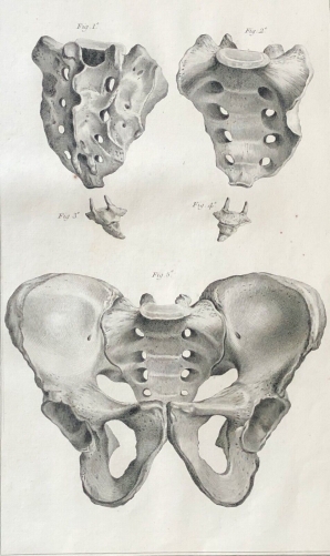 coccyx_1759_dapres_tarsis_osteologie_anatomie_medecine_medecin