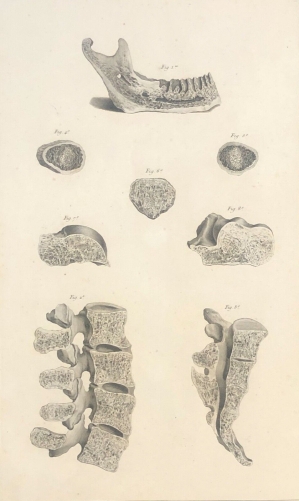 machoire_vertebres_coccyx_facrum_1759_dapres_tarsis_osteologie_medecine