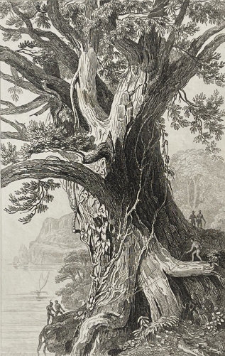 archipel_de_tonga_arbre_colossal_oceanie_1837_polynesie_ecologie
