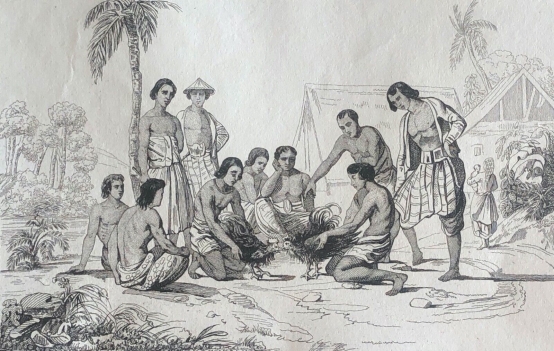 combat_de_coqs_oceanie_australie_lithographie_c_1835_coq