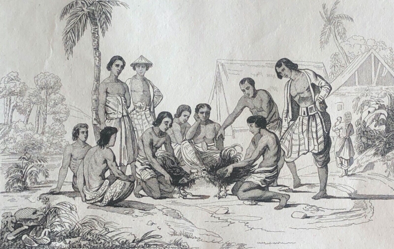 combat_de_coqs_oceanie_australie_lithographie_c_1835_coq
