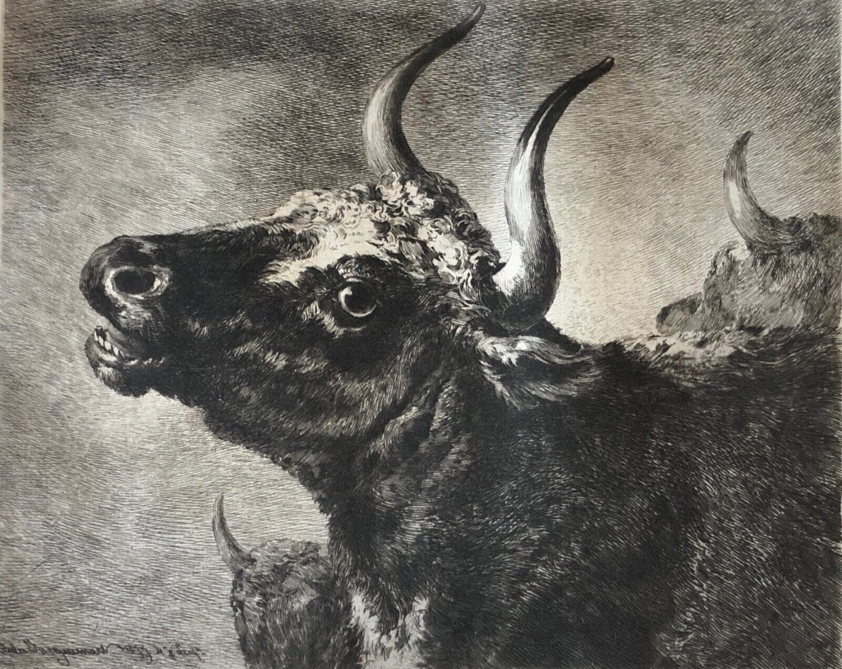 paulus_potter_1625-1654_etude_de_taureau_grave_par_francois_lienard_1877