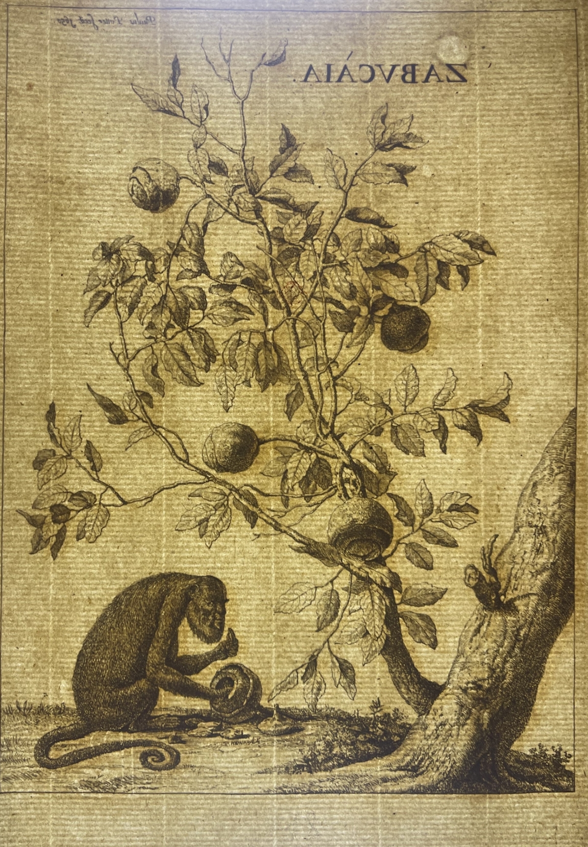 paulus_potter_1625-1654_arbre_zabucaia_et_un_singe_gravure_amand_durand_1880