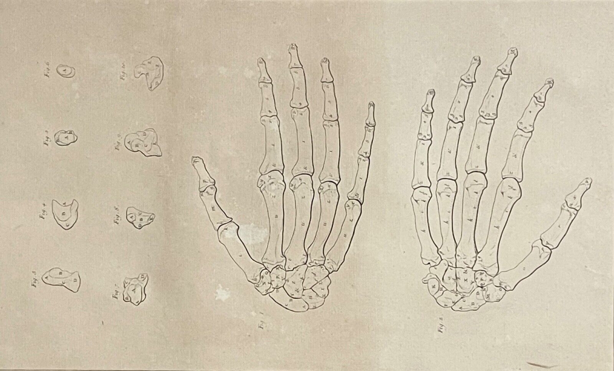 main_gravure_1759_dapres_tarsis_osteologie_anatomie_medecine_medecin_squelette
