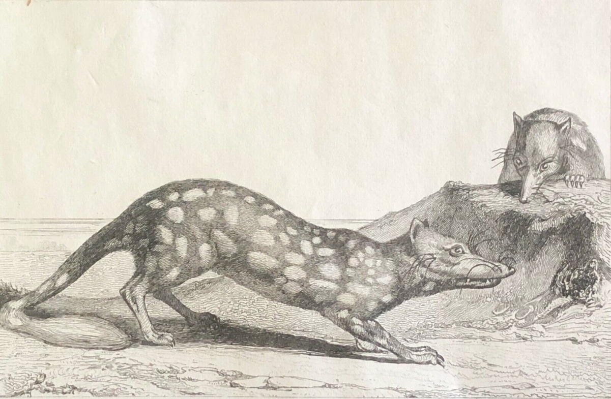 australie_dasyurus_chat_marsupial_a_queue_tachetee_nouvelle_hollande_1836