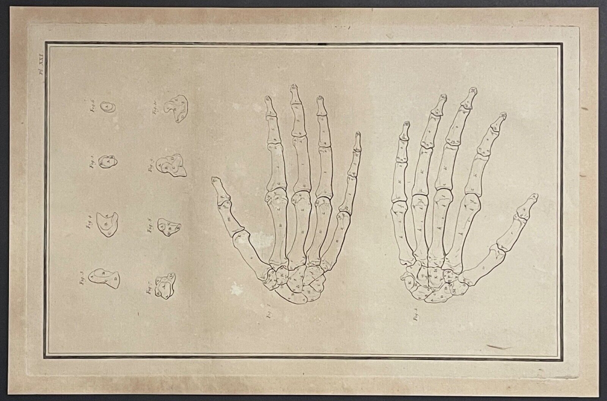 main_gravure_1759_dapres_tarsis_osteologie_anatomie_medecine_medecin_squelette