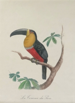 toucan_du_para_ramphastos_vitellinus_eau_forte_oiseaux