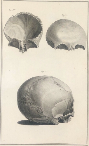 coronal_parietal_1759_dapres_tarsis_osteologie