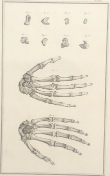 scaphoide_metacarpe_carpe_1759_dapres_tarsis_osteologie