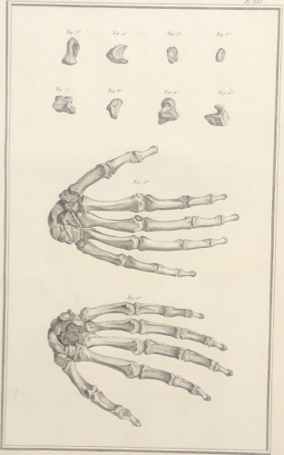 scaphoide_metacarpe_carpe_1759_dapres_tarsis_osteologie