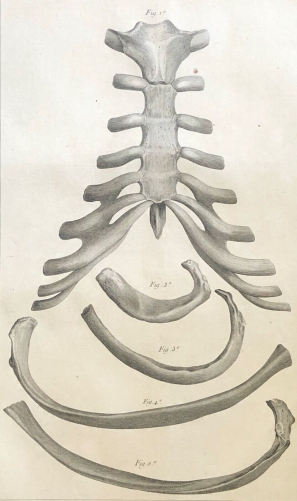 sternum_1759_dapres_tarsis_osteologie_anatomie_medecine_medecin