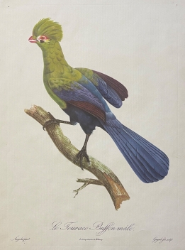 le_touraco_buffon_male_gravure_d???apres_barraband_1960_oiseau