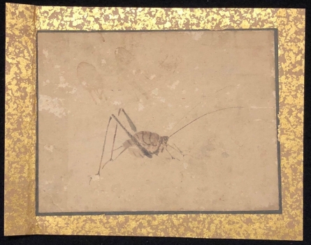 japon_aquarelle_entomologie_entomologie_insecte_tres_ancienne_a_identifier