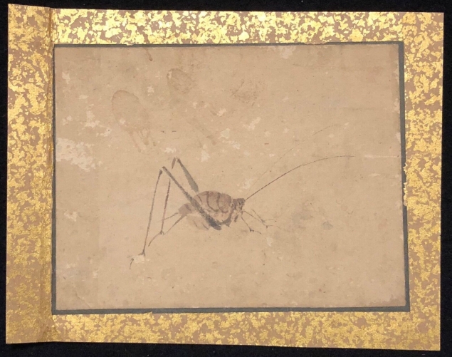 japon_aquarelle_entomologie_entomologie_insecte_tres_ancienne_a_identifier