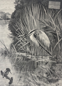 peche_reservee_xylographie_1873_oiseaux_heron