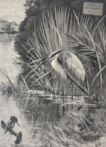 peche_reservee_xylographie_1873_oiseaux_heron