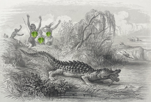 australie_alligator_oceanie_gravure_par_rouargue_c_1838
