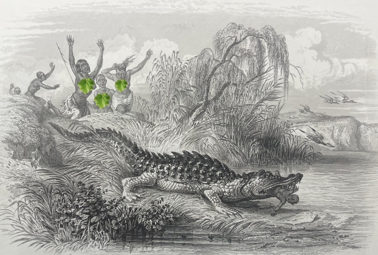 australie_alligator_oceanie_gravure_par_rouargue_c_1838