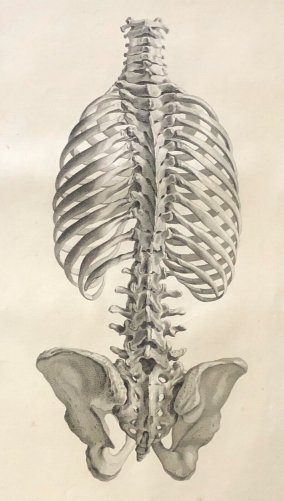 colonne_vertebrale_1759_dapres_tarsis_osteologie_anatomie_medecine_medecin