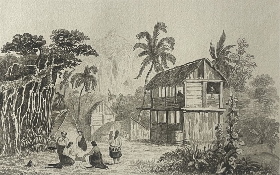 pitcairn_island_1838_wooden_houses_and_palm_trees_pacific_engraving