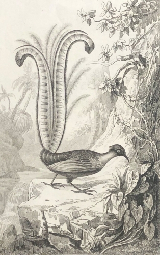 menure_lyre_environs_de_dori_papouasie_oiseaux_menura_novaehollandiae_australie