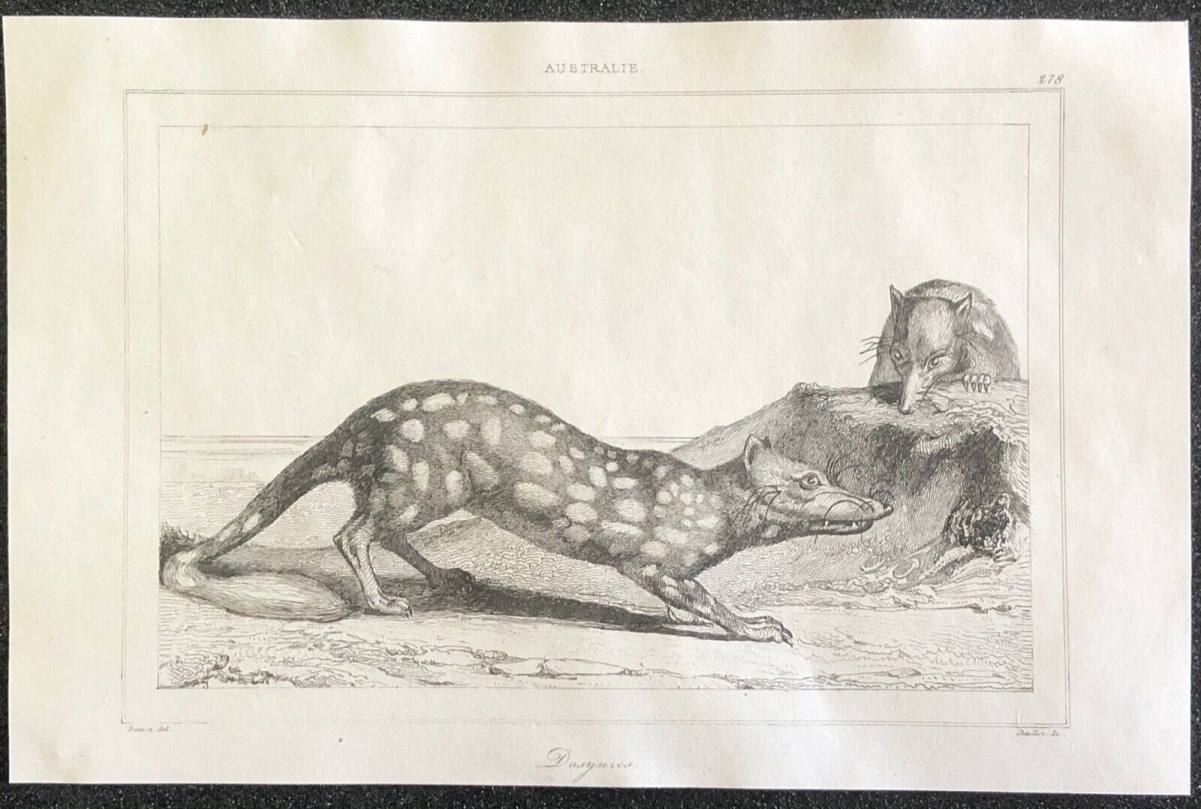 australie_dasyurus_chat_marsupial_a_queue_tachetee_nouvelle_hollande_1836