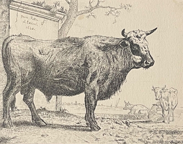 taureau_dessin_encre_hottot_alphonse_saint-ange_1825-c1906_apres_paulus_potter