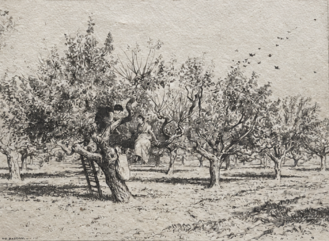 provence_france_olive_grove_harvest_by_eugene_burnand_???_1884_drypoint