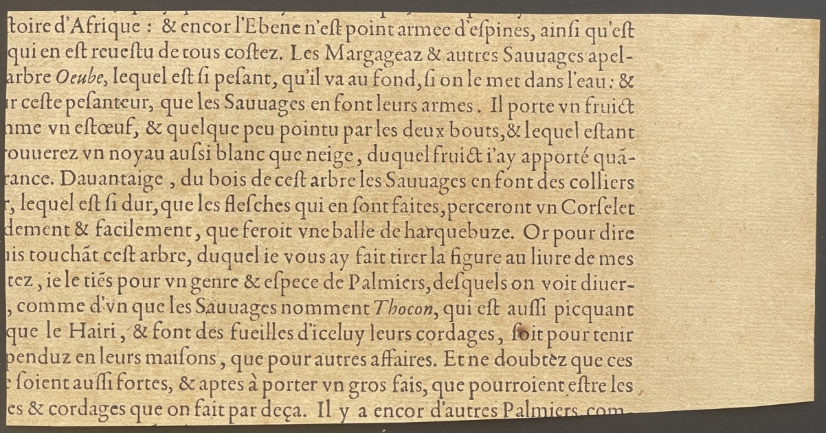 bresil_les_tupinamba_cannibalisme_gravure_andre_thevet_andre_1575_cannibale