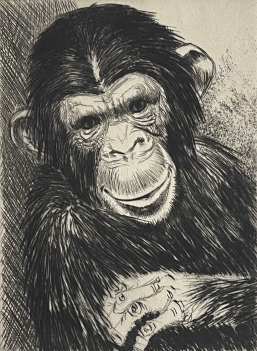 singe_pointe_seche_chimpanze_vers_1960