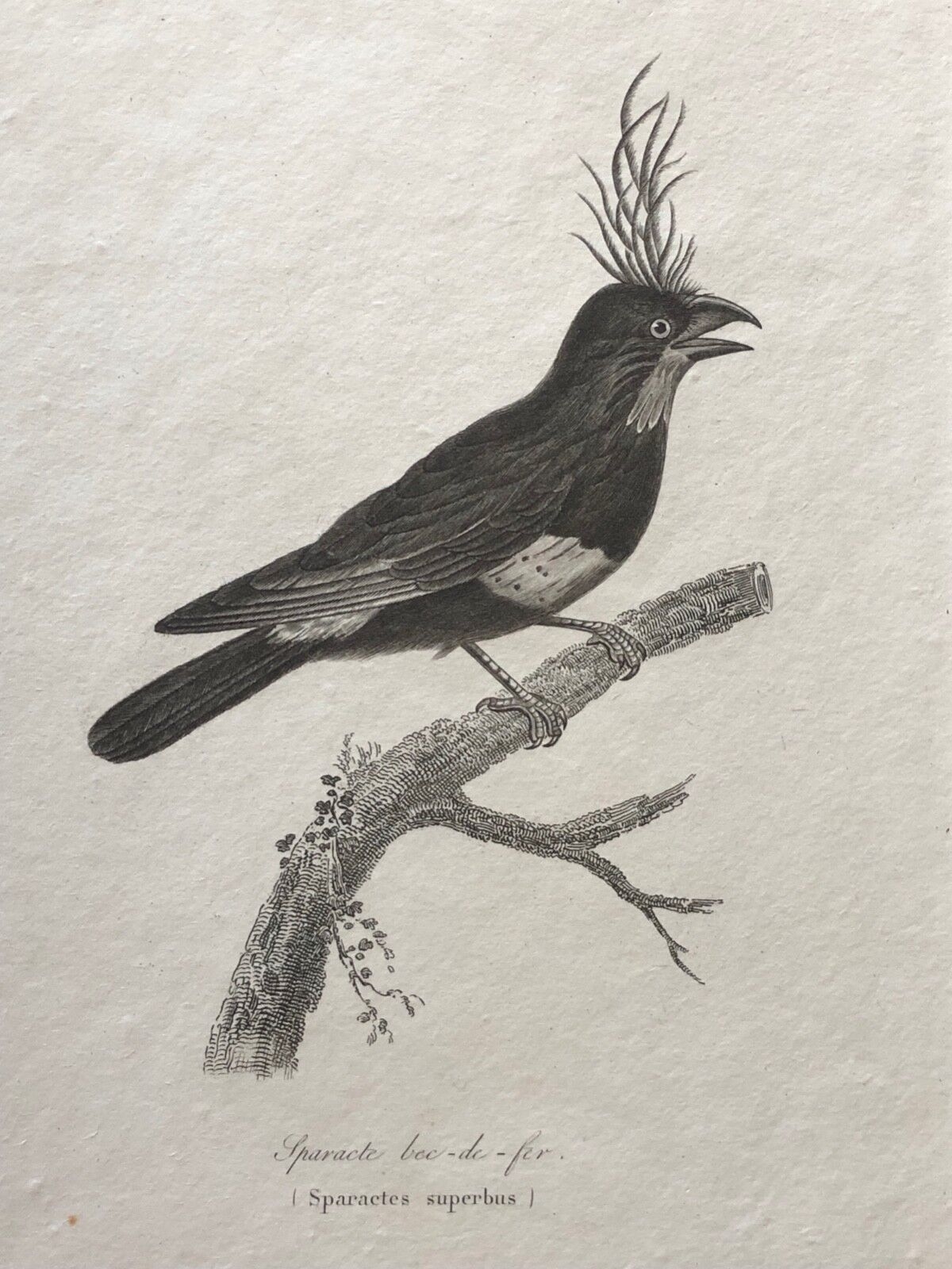 sparacte_bec_de_fer_perfecta_gravure_c_1840_oiseau_oiseaux