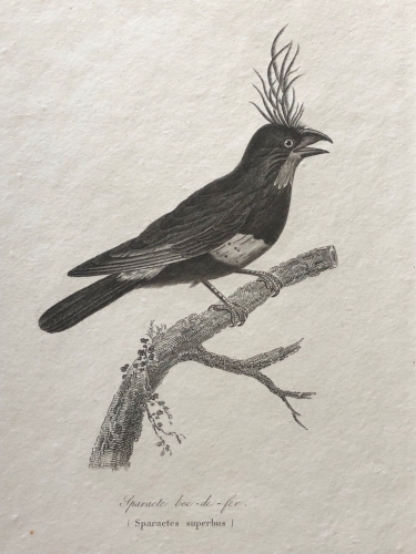 sparacte_bec_de_fer_perfecta_gravure_c_1840_oiseau_oiseaux