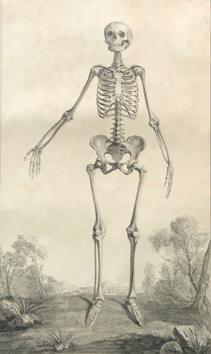 grand_squelette_de_face_1759_dapres_tarsis_et_aubert_osteologie_anatomie