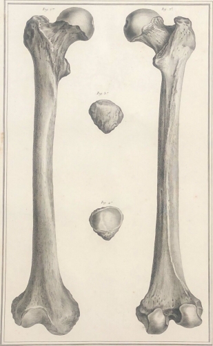 osteologie_1759_dapres_tarsis_osteologie_medecine