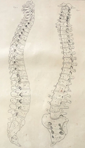 colonne_vertebrale_1759_tarsis_osteologie_anatomie_medecine_medecin_france