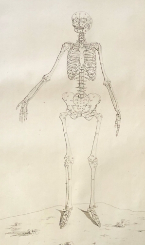 grand_squelette_de_face_1759_dapres_tarsis_osteologie_anatomie_xviii_medecine