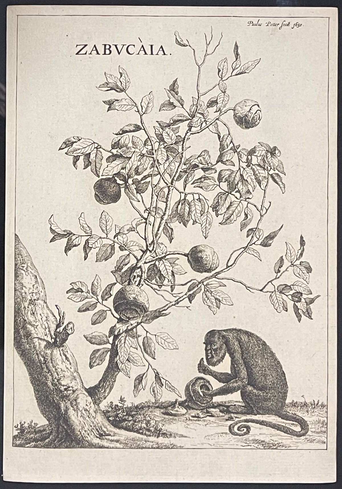 paulus_potter_1625-1654_arbre_zabucaia_et_un_singe_gravure_amand_durand_1880