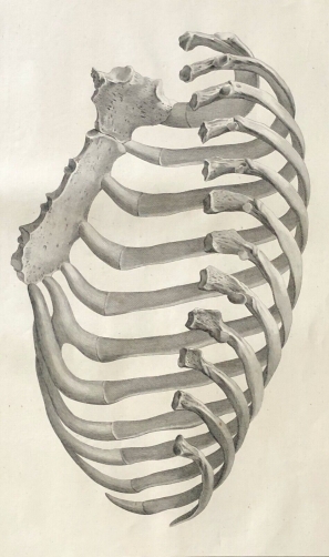 cotes_cote_droit_1759_dapres_tarsis_osteologie_anatomie_medecine_medecin
