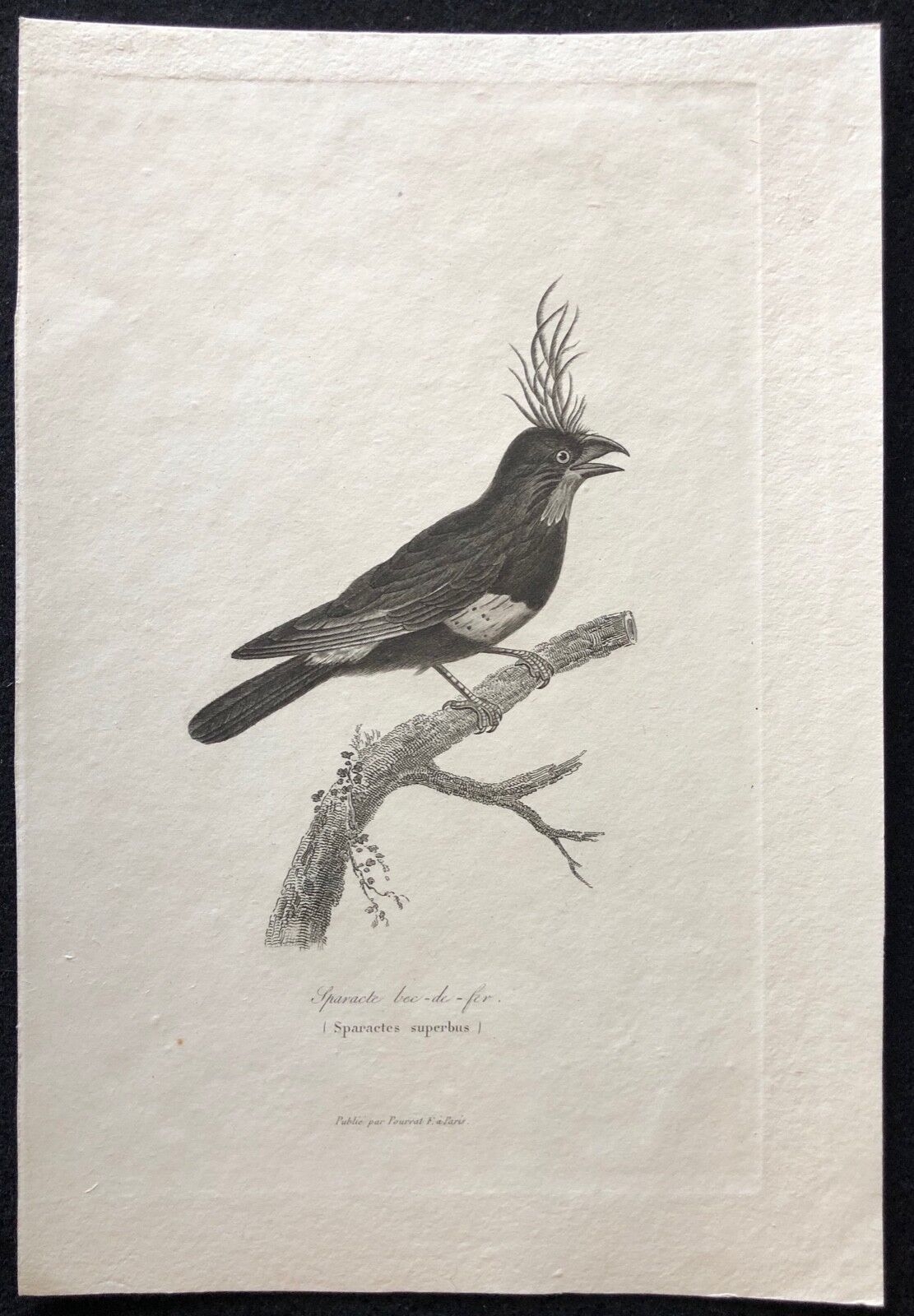 sparacte_bec_de_fer_perfecta_gravure_c_1840_oiseau_oiseaux