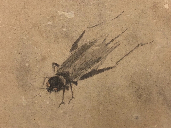japon_aquarelle_entomologie_insecte_tres_ancienne