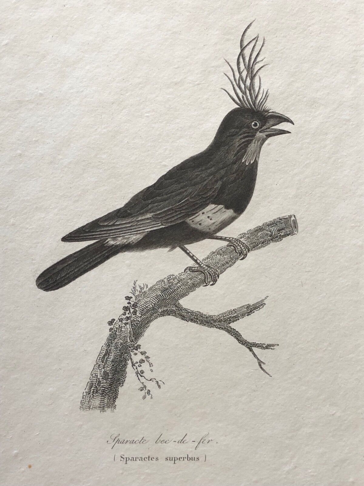 sparacte_bec_de_fer_perfecta_gravure_c_1840_oiseau_oiseaux