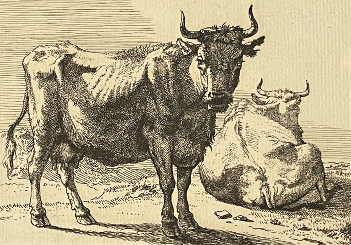 paulus_potter_1650_la_vache_debout_pres_de_celle_couchee_amand_durand_xix