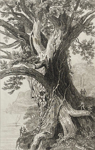archipel_de_tonga_arbre_colossal_oceanie_1837_polynesie_ecologie