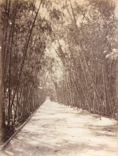 algerie__tirage_albumine_depoque_1884,_voyage__27_cm_x_20_cm__alger_jardin_bambou_